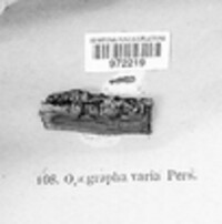 Opegrapha varia image